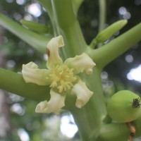 <i>Carica papaya</i>  L.